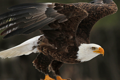 Restoring forests within the Chesapeake Bay help filter air and water for birds and wildlife, including the bald eagle.