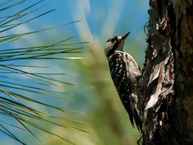 Woodpecker