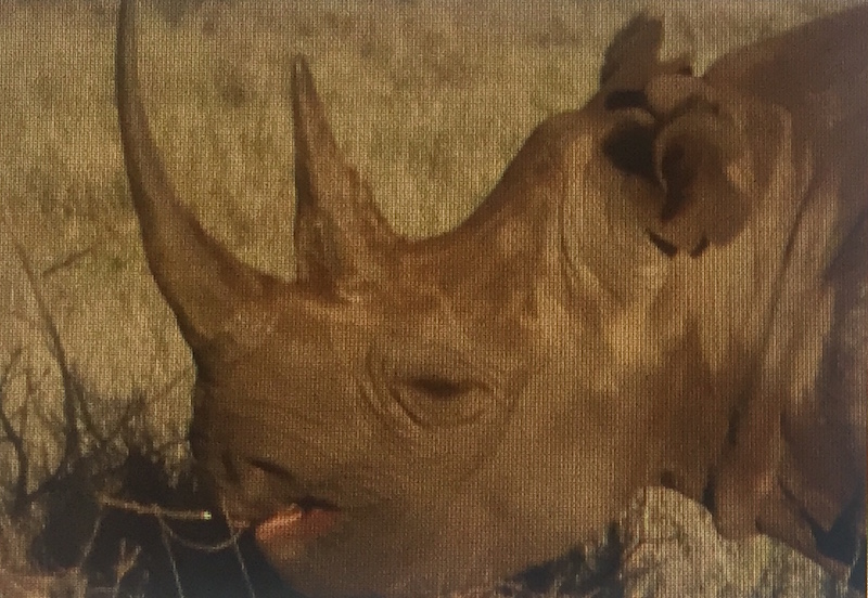 rhino