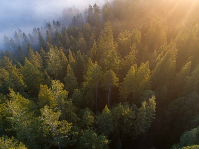 Capturing Carbon Through Working Forests