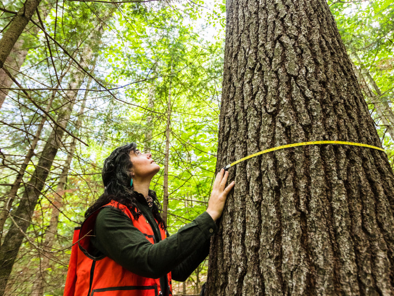 Climate Smart Working Forests