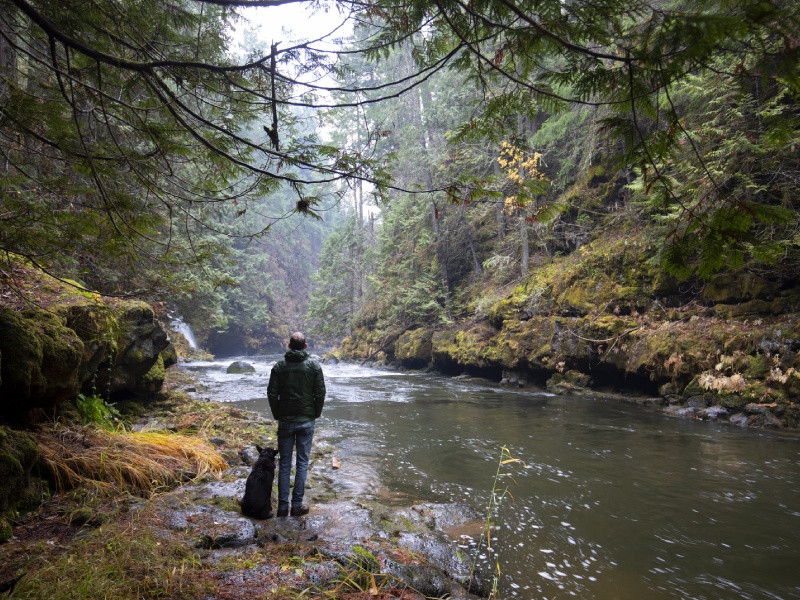 Columbia Gorge Forest Washington Oregon 1