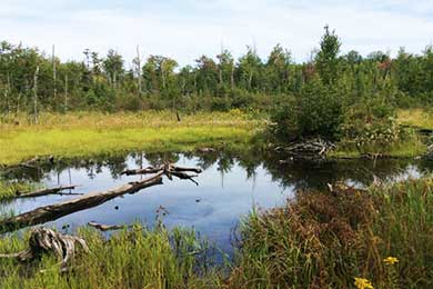 One of New Hampshire’s Oldest Town Forests Remains at the Forefront of Innovative Conservation