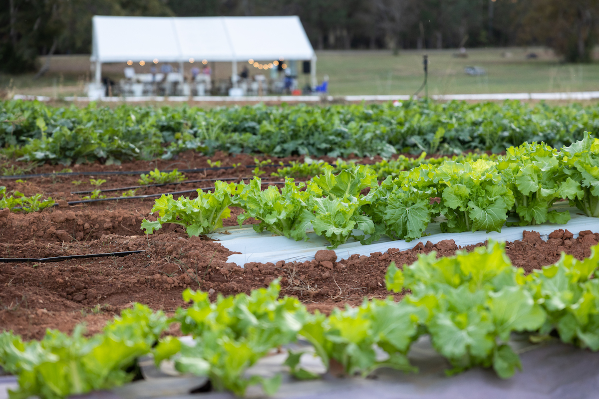 Love Is Love Cooperative Farm. Photo by Addison Hill.