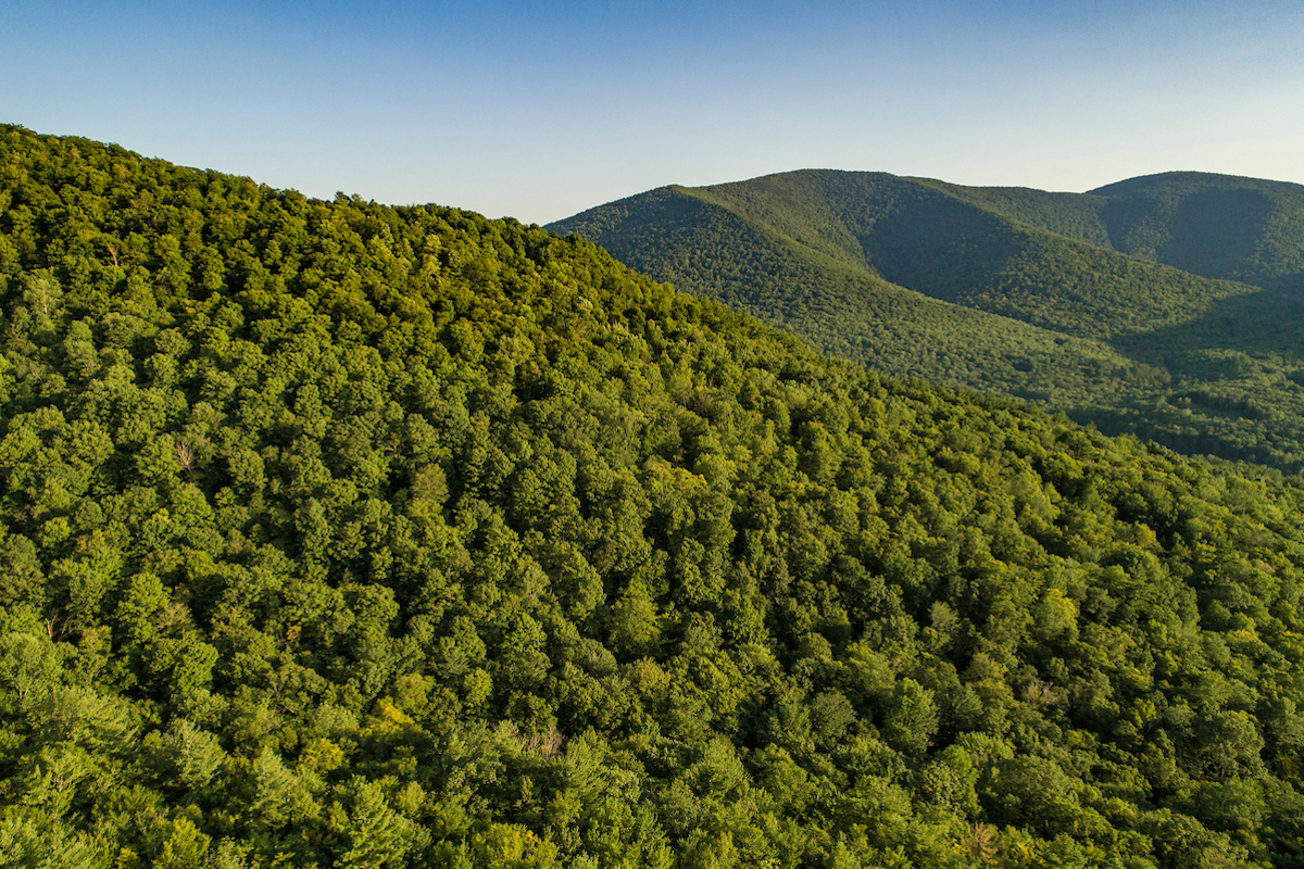 Cowee Forest, Vermont. Photo by Jerry Monkman.