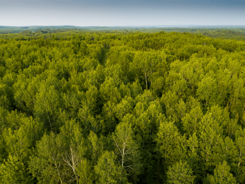 FCEP Forest Conservation Easement Program credit Jay Brittain