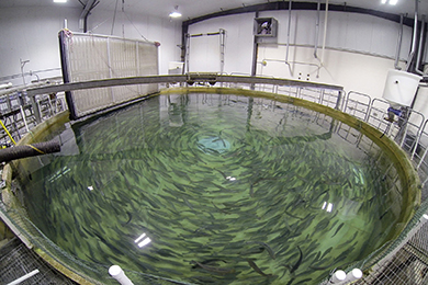 Recirculating Aquaculture Systems (RAS). Photo by Scott Tsukuda