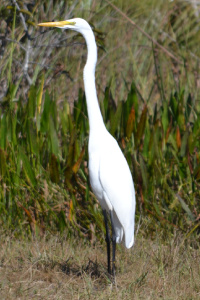 Great Egret in Loxa Lucie GBraun