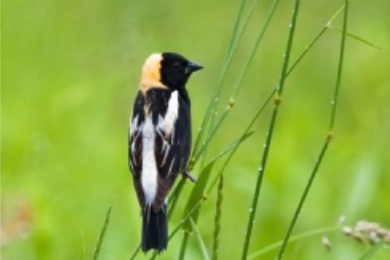 Minnesota’s Martin County Conservation Partnership