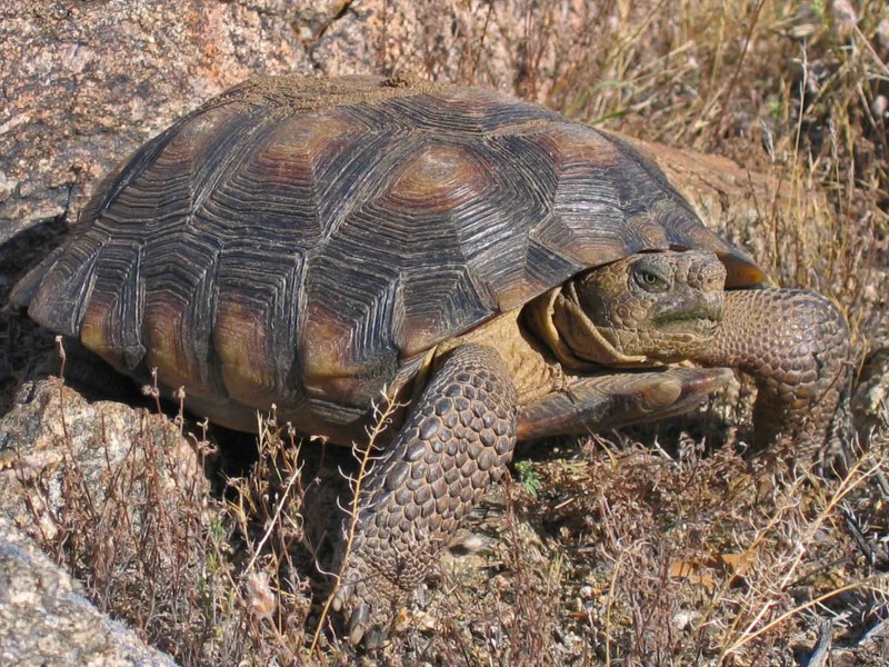 Mojave Desert Tortoise Gopherus agassizi