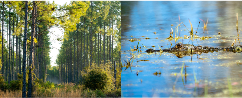 Project page Suwannee River Woodlands Collage