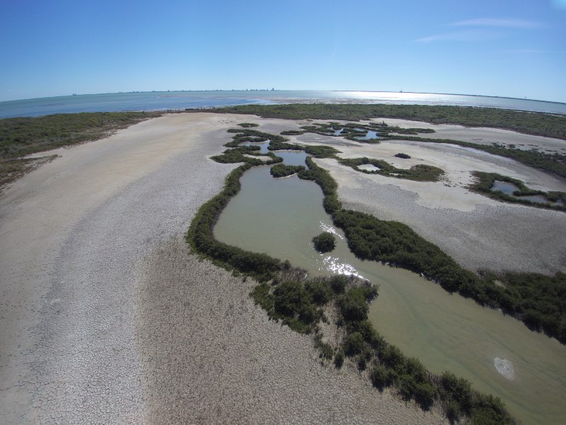 Protecting Some of the Rarest Species in Texas at Holly Beach 800x600