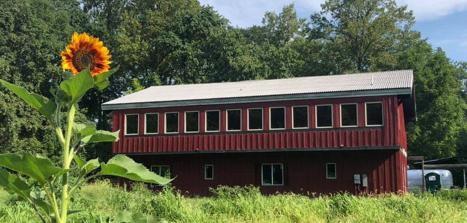 barn and sunflower long