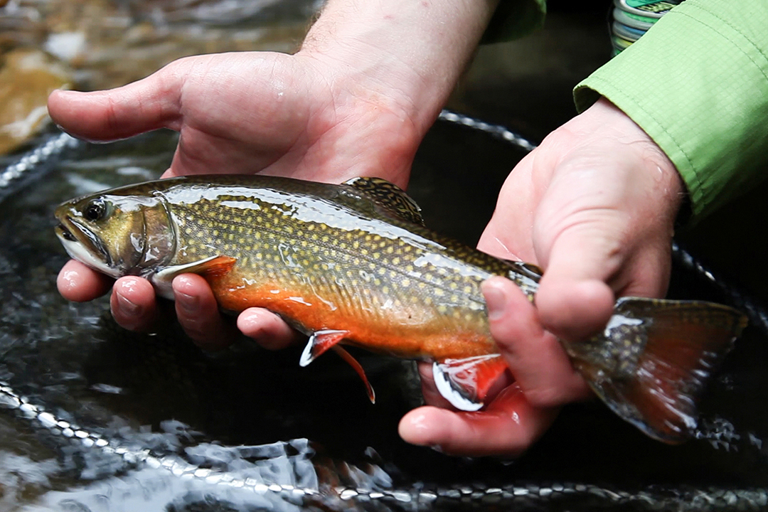 brooktrout 1080