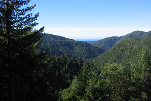 In 2004, Chris Kelly led our purchase of the Garcia River Forest, a nearly 24,000-acre expanse of redwood and Douglas fir. With this purchase, we created California’s first large nonprofit-owned working forest. Photo by Chris Kelly/The Conservation Fund.