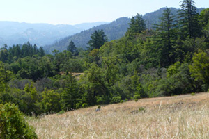 Buckeye Forest, formerly known as Preservation Ranch, completed the effort to conserve 58,000 acres of connected forestland. Photo by Chris Kelly/The Conservation Fund. 