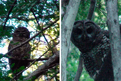 Pearl (left) and Max (right).  Photo by The Conservation Fund.   