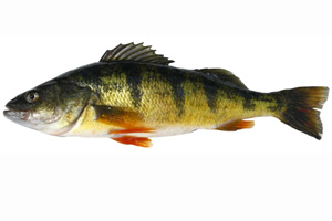 yellow-perch-istockphoto-300x200l