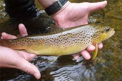 Supplementing Brown Trout for Maryland Anglers