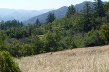 CA Buckeye Ridge Preservation Ranch forest 645x430