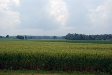 Camden Farm fields Reggie Hall TCF 645x430 600x400