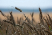 Camden Farm wheat detail Chita Middleton 645x430 600x400