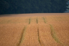 Camden Farm wheat field Chita Middleton 645x430 600x400