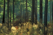 Jay Brittain Boggy Slough 3 Temple Inland 645x430.jgp 