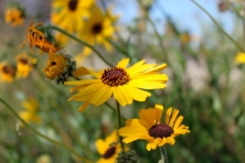 Native plants at Lashbrook Park 1 Whitney Flanagan 645x430