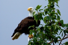 bald eagle usfws 645x430 600x400