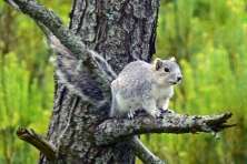 delmarva fox squirrel Larry Meade usfws hq flickr 645x430
