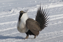 gallery sage grouse Bryant Olsen flickr 645x430