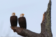 wallpaper Blackwater NWR bald eagles nikographer 1600