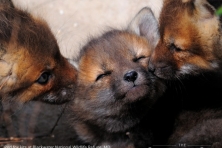 wallpaper Blackwater NWR fox kits nikographer 1600 600x450