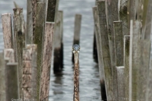 wallpaper Blackwater NWR greatblueheron nikographer 1600 600x450