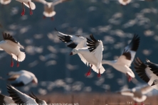 wallpaper Blackwater NWR snow geese nikographer 1600