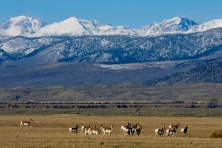 wyoming mjranch pronghorn mark gocke 645x430