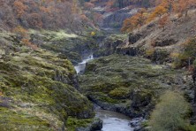 Columbia Gorge Forest   Washington   Oregon  gallery 2