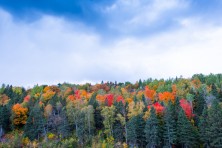 Heritage Forest Minnesota 3