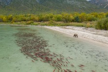 Knutson Bay AK  c  Jason Ching 202105261   3  crop