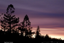 Big River Forest night Matthew Gerhart TCF 1600 1024x768