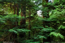 Big River Forest wallpaper Matthew Gerhart 1600 1024x768