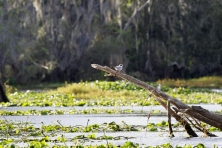 LA bird at Maurepas WMA Sean Gardner 18 645x430