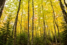 ME Autumn forests Yellows Stacy Funderburke 645x430