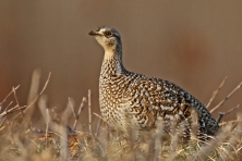 Sharp tailed grouse 1 c Larry Dau 645x430