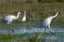 florida whooping cranes Kanapaha Larry Korhnak 390x260