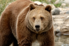 gallery migration grizzly bear linda mirro istock 645x430