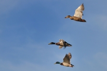 gallery migration mallard ducks don debold flickr 645x430