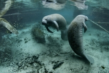 gallery migration manatee David Hinkel USFWS 645x430