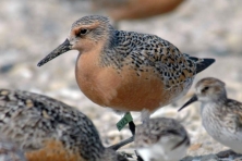 gallery migration red knot greg breese usfws flickr 645x430 600x400